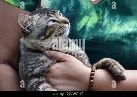 Mon joli chat est sur ma main Banque D'Images