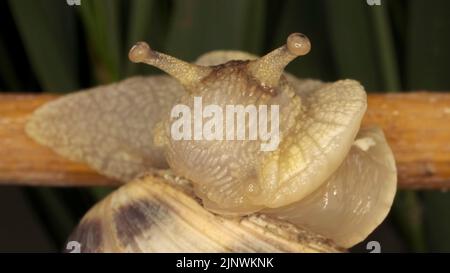 Gros plan de l'escargot à lèvres brunes rampant sur un bourgeon Allium Wild oignon sur fond de feuilles vertes. Banque D'Images
