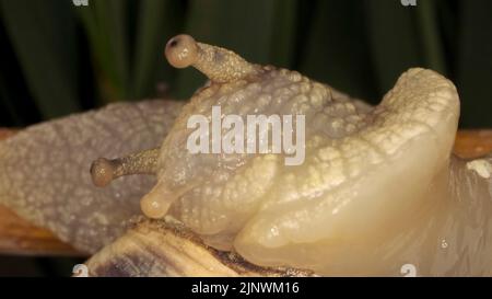 Gros plan de l'escargot à lèvres brunes rampant sur un bourgeon Allium Wild oignon sur fond de feuilles vertes. Banque D'Images