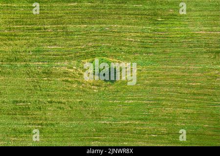 Arbre unique dans la vue aérienne supérieure du champ. Vue d'en haut sur un arbre solitaire dans un champ vert, lumière parfaite l'après-midi Banque D'Images