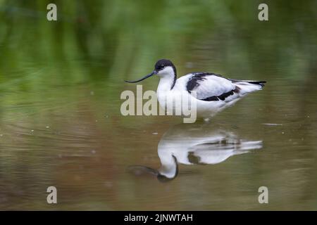 Avocet ; Recurvirostra avosetta ; Royaume-Uni Banque D'Images