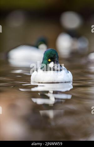 Goldeneye ; Bucephala clangula ; Homme ; Royaume-Uni Banque D'Images