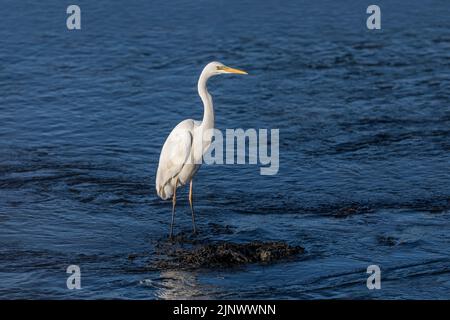 Great White Egret ; Ardea alba ; Royaume-Uni Banque D'Images