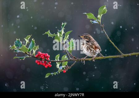 Redwing ; Turdus iliacus ; on Holly ; Royaume-Uni Banque D'Images