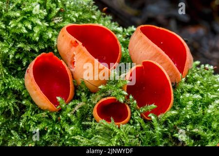 Coupe Elf écarlate ; Sarcoscypha coccinea ; Royaume-Uni Banque D'Images