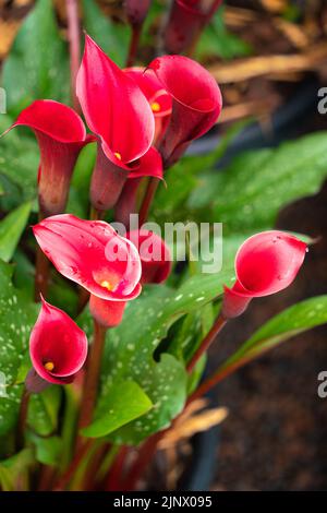 Calla Red Charm, nénuphars, Zantedeschia, rouge sang, fleurs en entonnoir, Feuillage vert foncé, alerte rouge, marges rouges, parfumé, gras, plantes exotiques. Banque D'Images