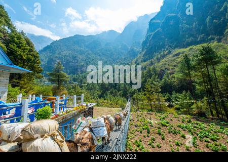 Visite touristique et népalaise à pied du bazar de Namche à Lukla avec un groupe d'ânes. Concept de voyage et de nature. Banque D'Images
