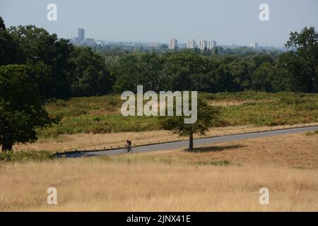 Un cycliste traverse Richmond Park, dans le sud-ouest de Londres, au cours de la vague de chaleur estivale du 2022 août Banque D'Images