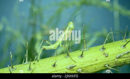 Le nouveau-né vert en prière Mantis s'assoit sur une branche piqueuse. Сlose-up de bébé mantis insecte (forme de Nymph) en arrière-plan herbe verte et ciel bleu Banque D'Images