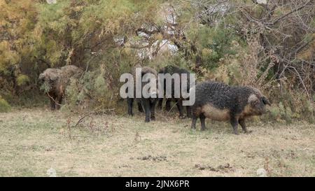 Le sanglier (sus scrofa) dirige le troupeau de porcs sauvages (hybrides de sangliers-cochons) dans un pré d'automne près du delta du Danube Banque D'Images