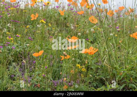 Groupe de l'orange, coquelicot alpin - Papaver lateritium Banque D'Images