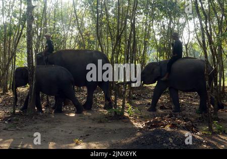 SUMATERA, LAMPUNG, Indonésie. 12th août 2022. Mahout (maître-éléphant) escorte les éléphants pour être baignés dans la rivière avant de patrouiller les éléphants sauvages au siège de Tegal Yoso, Way Kambas, Lampung, le 14 août, 2022. Il y a environ 66 éléphants sauvages et 66 éléphants boiteux qui vivent en chemin du parc national de Kambas, East Lampung. Certains des éléphants tames ont été choisis pour patrouiller des éléphants afin de prévenir le conflit entre l'homme et l'éléphant, qui sont membres de l'unité de réponse à l'éléphant (ERU). Les éléphants qui sont utilisés pour prévenir les conflits sont généralement des éléphants mâles de grande taille pour faire peur aux éléphants sauvages qui traversent Banque D'Images