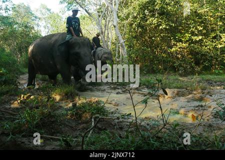 SUMATERA, LAMPUNG, Indonésie. 12th août 2022. Mahout (maître-éléphant) escorte les éléphants pour être baignés dans la rivière avant de patrouiller les éléphants sauvages au siège de Tegal Yoso, Way Kambas, Lampung, le 14 août, 2022. Il y a environ 66 éléphants sauvages et 66 éléphants boiteux qui vivent en chemin du parc national de Kambas, East Lampung. Certains des éléphants tames ont été choisis pour patrouiller des éléphants afin de prévenir le conflit entre l'homme et l'éléphant, qui sont membres de l'unité de réponse à l'éléphant (ERU). Les éléphants qui sont utilisés pour prévenir les conflits sont généralement des éléphants mâles de grande taille pour faire peur aux éléphants sauvages qui traversent Banque D'Images