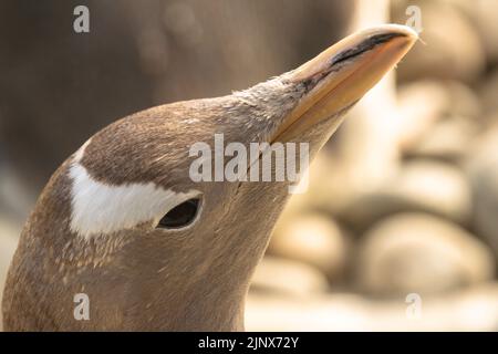 Gros plan sur la tête d'un pingouin Gentoo leucistic, le zoo d'Édimbourg Banque D'Images