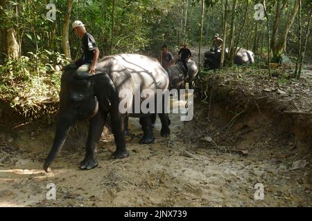 SUMATERA, LAMPUNG, Indonésie. 12th août 2022. Mahout (maître-éléphant) escorte les éléphants pour être baignés dans la rivière avant de patrouiller les éléphants sauvages au siège de Tegal Yoso, Way Kambas, Lampung, le 14 août, 2022. Il y a environ 66 éléphants sauvages et 66 éléphants boiteux qui vivent en chemin du parc national de Kambas, East Lampung. Certains des éléphants tames ont été choisis pour patrouiller des éléphants afin de prévenir le conflit entre l'homme et l'éléphant, qui sont membres de l'unité de réponse à l'éléphant (ERU). Les éléphants qui sont utilisés pour prévenir les conflits sont généralement des éléphants mâles de grande taille pour faire peur aux éléphants sauvages qui traversent Banque D'Images