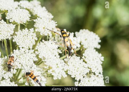 Fourrage Bétle à longues cornes (Strangalia attenuata) Banque D'Images