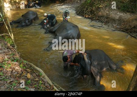 SUMATERA, LAMPUNG, Indonésie. 12th août 2022. Mahout (maître-éléphant) escorte les éléphants pour être baignés dans la rivière avant de patrouiller les éléphants sauvages au siège de Tegal Yoso, Way Kambas, Lampung, le 14 août, 2022. Il y a environ 66 éléphants sauvages et 66 éléphants boiteux qui vivent en chemin du parc national de Kambas, East Lampung. Certains des éléphants tames ont été choisis pour patrouiller des éléphants afin de prévenir le conflit entre l'homme et l'éléphant, qui sont membres de l'unité de réponse à l'éléphant (ERU). Les éléphants qui sont utilisés pour prévenir les conflits sont généralement des éléphants mâles de grande taille pour faire peur aux éléphants sauvages qui traversent Banque D'Images