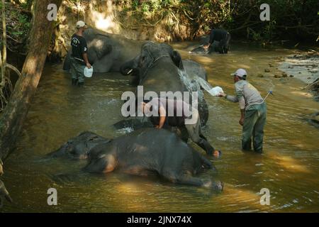 SUMATERA, LAMPUNG, Indonésie. 12th août 2022. Mahout (maître-éléphant) escorte les éléphants pour être baignés dans la rivière avant de patrouiller les éléphants sauvages au siège de Tegal Yoso, Way Kambas, Lampung, le 14 août, 2022. Il y a environ 66 éléphants sauvages et 66 éléphants boiteux qui vivent en chemin du parc national de Kambas, East Lampung. Certains des éléphants tames ont été choisis pour patrouiller des éléphants afin de prévenir le conflit entre l'homme et l'éléphant, qui sont membres de l'unité de réponse à l'éléphant (ERU). Les éléphants qui sont utilisés pour prévenir les conflits sont généralement des éléphants mâles de grande taille pour faire peur aux éléphants sauvages qui traversent Banque D'Images