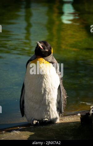 Un grand pingouin endormi debout devant une piscine au zoo d'Édimbourg Banque D'Images