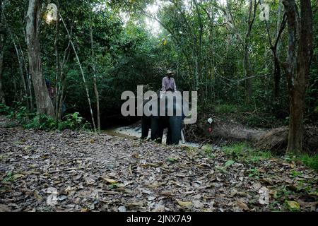 SUMATERA, LAMPUNG, Indonésie. 12th août 2022. Mahout (maître-éléphant) escorte les éléphants pour être baignés dans la rivière avant de patrouiller les éléphants sauvages au siège de Tegal Yoso, Way Kambas, Lampung, le 14 août, 2022. Il y a environ 66 éléphants sauvages et 66 éléphants boiteux qui vivent en chemin du parc national de Kambas, East Lampung. Certains des éléphants tames ont été choisis pour patrouiller des éléphants afin de prévenir le conflit entre l'homme et l'éléphant, qui sont membres de l'unité de réponse à l'éléphant (ERU). Les éléphants qui sont utilisés pour prévenir les conflits sont généralement des éléphants mâles de grande taille pour faire peur aux éléphants sauvages qui traversent Banque D'Images