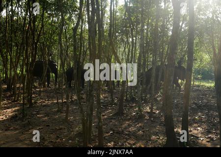 SUMATERA, LAMPUNG, Indonésie. 12th août 2022. Mahout (maître-éléphant) escorte les éléphants pour être baignés dans la rivière avant de patrouiller les éléphants sauvages au siège de Tegal Yoso, Way Kambas, Lampung, le 14 août, 2022. Il y a environ 66 éléphants sauvages et 66 éléphants boiteux qui vivent en chemin du parc national de Kambas, East Lampung. Certains des éléphants tames ont été choisis pour patrouiller des éléphants afin de prévenir le conflit entre l'homme et l'éléphant, qui sont membres de l'unité de réponse à l'éléphant (ERU). Les éléphants qui sont utilisés pour prévenir les conflits sont généralement des éléphants mâles de grande taille pour faire peur aux éléphants sauvages qui traversent Banque D'Images