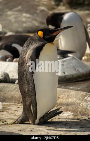 Un grand pingouin debout sur ses talons au zoo d'Édimbourg Banque D'Images