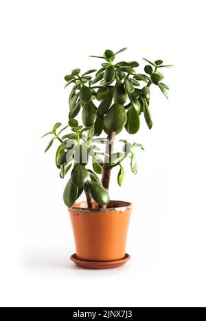 Plante de Jade (Crassula ovata) dans un pot de fleurs isolé sur fond blanc. Banque D'Images