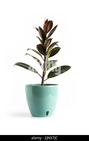 Plante en caoutchouc (Ficus elastica Melany) dans un pot de fleur turquoise isolé sur fond blanc Banque D'Images