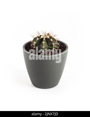 Gymnocalycium mihanovichii cactus dans un pot isolé sur fond blanc. Banque D'Images