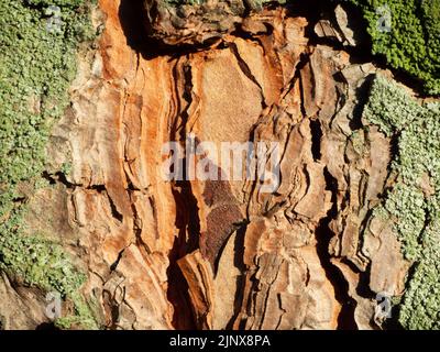 texture du tronc d'un pin adulte dans une forêt de conifères Banque D'Images