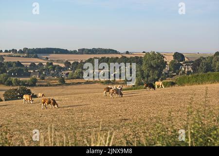 Bétail qui broutage dans des champs d'herbes parées pendant une sécheresse (août 2022) à Asthall, Oxfordshire, Angleterre Banque D'Images