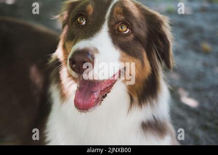 Portrait de chien australien, gros plan. Photo aérienne d'un berger australien qui regarde loin Banque D'Images