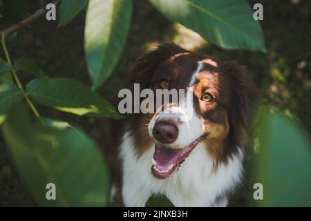 Le joli berger australien se pose à l'appareil photo parmi les feuilles vertes. Magnifique australie, sur l'herbe verte Banque D'Images