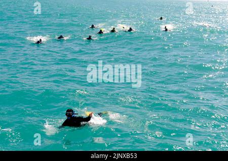 Un petit groupe de touristes en costume mouillé et lunettes de vue d'une nage avec un bateau de dauphin, essayez de nager plus près d'un groupe de dauphins dusky dans l'océan Pacifique Banque D'Images