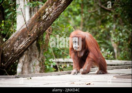 Orangutan dans le parc national de Tanjung Putting Bornéo Banque D'Images