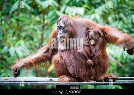 Orangutan dans le parc national de Tanjung Putting Bornéo Banque D'Images