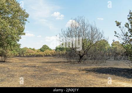 Arbre brûlé et sous-croissance aux étangs creux après un feu de forêt dû à des semaines de canicule et de sécheresse en été. Concentrez-vous sur l'arbre Banque D'Images