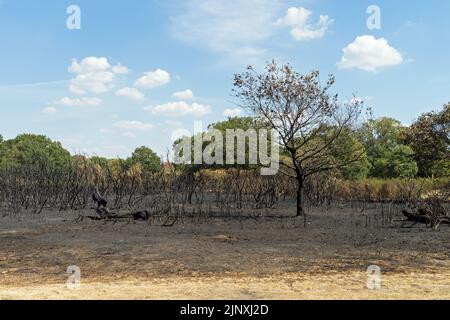 Arbre brûlé et sous-croissance aux étangs creux après un feu de forêt dû à des semaines de canicule et de sécheresse en été. Concentrez-vous sur l'arbre Banque D'Images