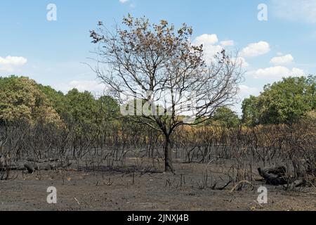 Arbre brûlé et sous-croissance aux étangs creux après un feu de forêt dû à des semaines de canicule et de sécheresse en été. Concentrez-vous sur l'arbre Banque D'Images