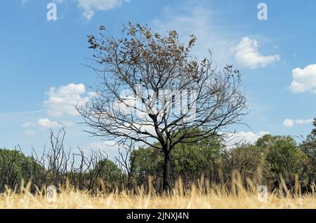 Arbre brûlé et sous-croissance aux étangs creux après un feu de forêt dû à des semaines de canicule et de sécheresse en été. Concentrez-vous sur l'arbre Banque D'Images