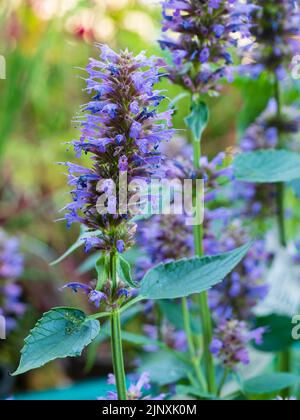 Pointes verticales avec des masses durables de fleurs bleues de l'hyssop vivace à moitié résistant et résistant à la sécheresse, Agastache 'Blue Boa' Banque D'Images