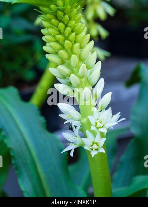 Développement de fleurs blanches sur la pointe de la poire à nénuphars d'ananas, Eucomis autumnalis 'White Pearl' Banque D'Images