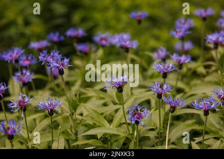 De nombreuses espèces de squarrose, Centaurea (cyanus) triumfettii - fleurs bleues de la famille des Asteraceae Banque D'Images