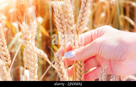 L'agronome vérifie la qualité des oreilles. Main et blé. Un terrain semé de seigle. Agriculture et agronomie. Homme dans le champ. Banque D'Images