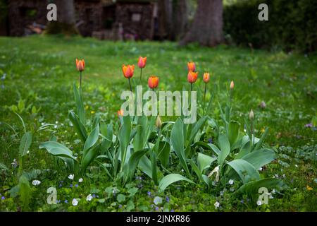 Accent sélectif sur les tulipes de couleur pêche qui poussent sur une pelouse en Suisse. Banque D'Images