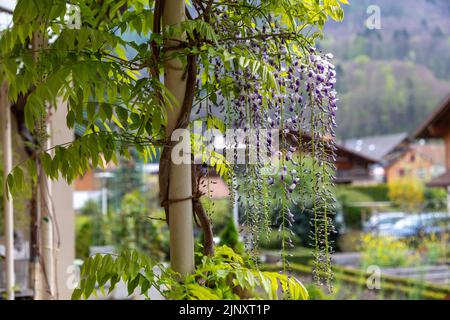 Wisteria vigne poussant vers le haut d'un poteau métallique, les fleurs lilas commençant à fleurir pendant le printemps Banque D'Images