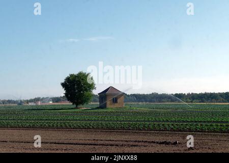 Production alimentaire en augmentation de la chaleur et de la sécheresse: Champs de légumes irrigués en chaleur estivale Banque D'Images