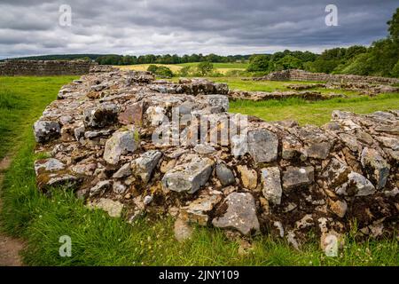 Le coin sud-ouest de la cicatrice de Harrow - Milecastle 49 sur le mur d'Hadrien près de Birdoswald, Cumbria, Angleterre Banque D'Images