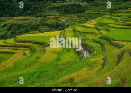 Terrasses de riz à Bontoc, dans le nord de Luzon, aux Philippines. Banque D'Images