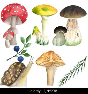 Un ensemble de champignons, un escargot, des plantes forestières. Dessin aquarelle de champignons sur fond blanc. Toxique et comestible, mouche agarique et blanc, toadsto Banque D'Images